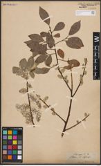 Foto von Salix caprea L.